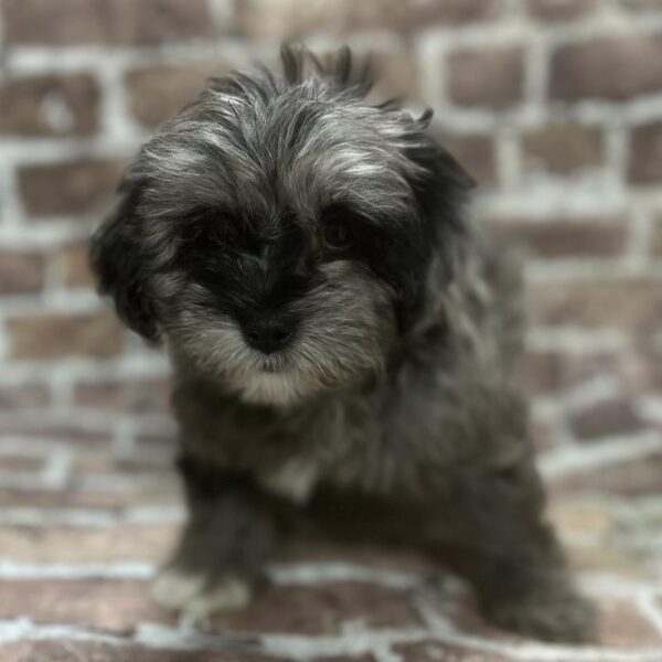 Lhasa-Poo-DOG-Female-Blue Merle-340-Petland Woodlands, TX