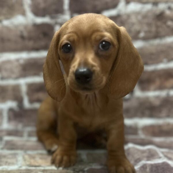 Dachshund-DOG-Male-Red-352-Petland Woodlands, TX