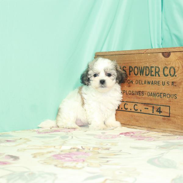 Bichon/Shih Tzu-DOG-Female-White / Gold-2590-Petland Woodlands, TX