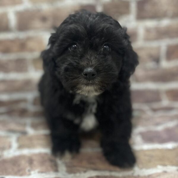 Lhasa-Poo-DOG-Male-Black & White-351-Petland Woodlands, TX