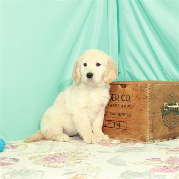Golden Retriever-DOG-Female-Golden-2595-Petland Woodlands, TX