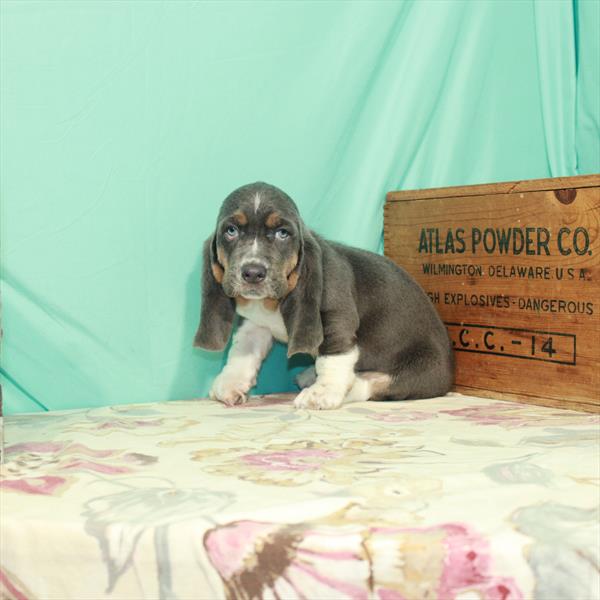 Basset Hound-DOG-Male-Blue Tan / White-2598-Petland Woodlands, TX