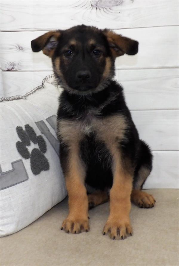 German Shepherd-DOG-Male-Black / Tan-2599-Petland Woodlands, TX