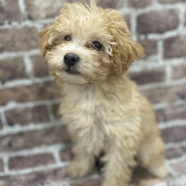Poodle-DOG-Female-Apricot-349-Petland Woodlands, TX