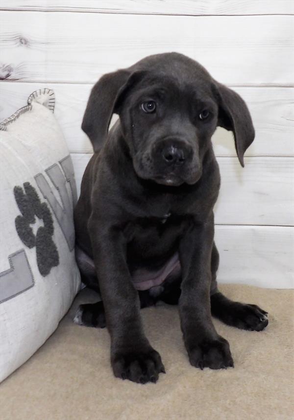 Cane Corso-DOG-Female-Blue-2600-Petland Woodlands, TX