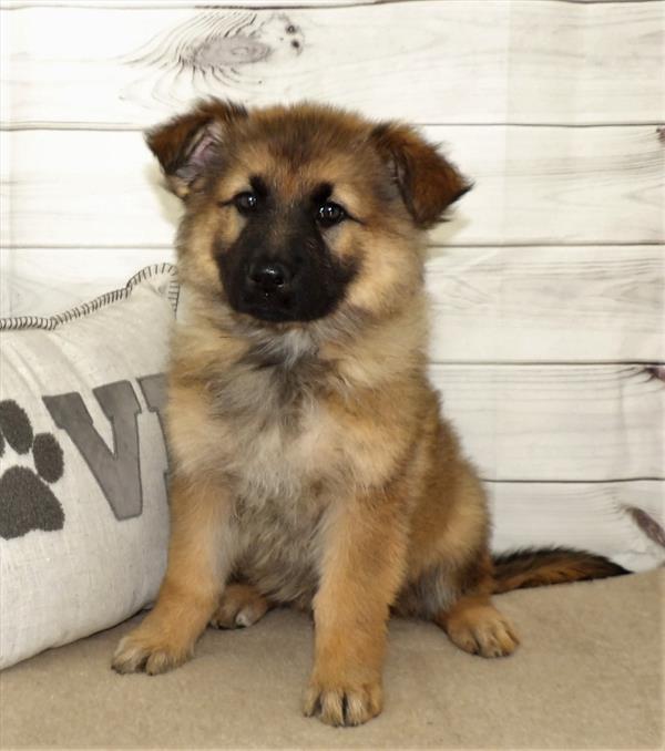 German Shepherd-DOG-Female-Sable-2601-Petland Woodlands, TX