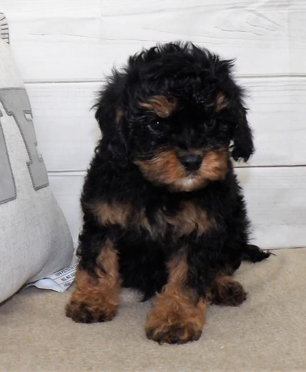 Cavapoo-DOG-Male-Black / Tan-2602-Petland Woodlands, TX
