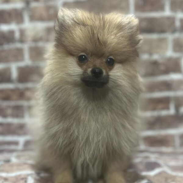 Pomeranian-DOG-Male-Orange Sable-343-Petland Woodlands, TX