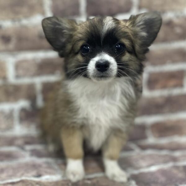 Chihuahua-DOG-Male-Sable & White-337-Petland Woodlands, TX