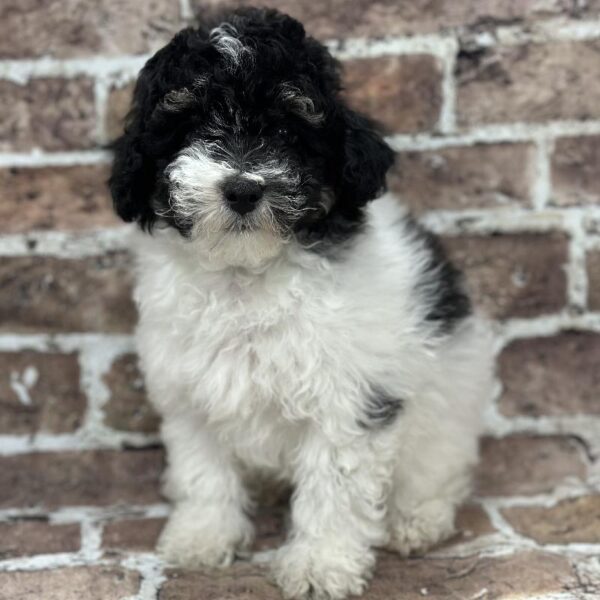 Poodle-DOG-Male-Black & White Parti-361-Petland Woodlands, TX