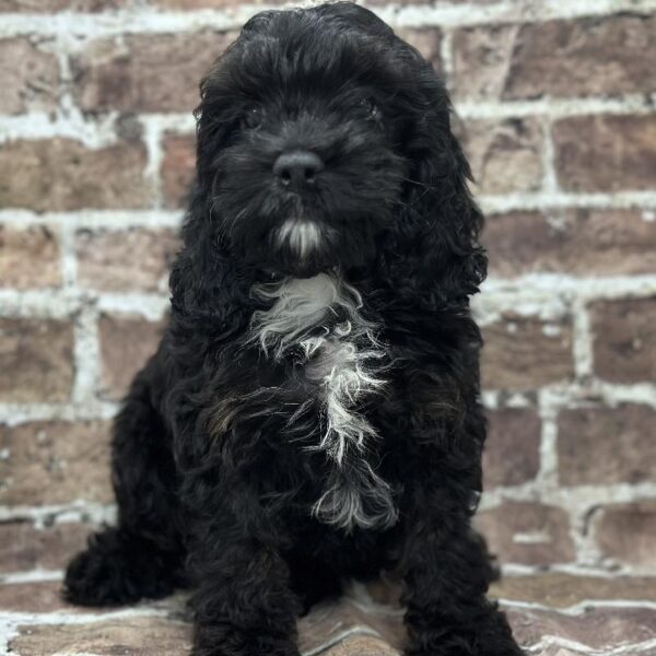Cockapoo-DOG-Male-Black-360-Petland Woodlands, TX