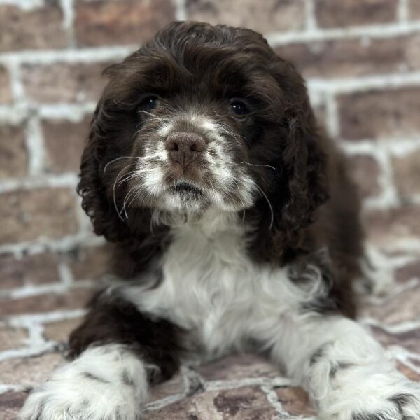 Cocker Spaniel-DOG-Male-Chocolate & White-362-Petland Woodlands, TX