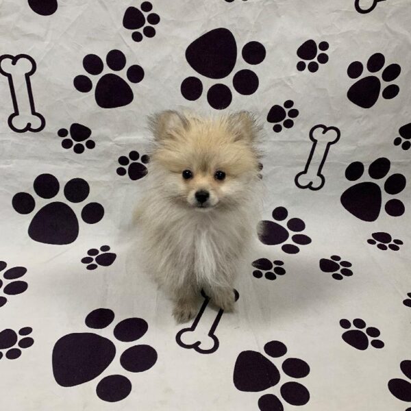 Pomeranian-DOG-Male-Cream-2642-Petland Woodlands, TX