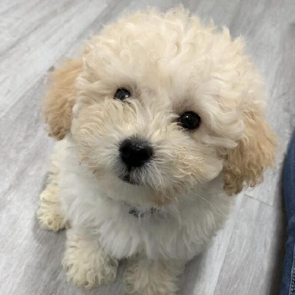 Poodle-DOG-Male-Cream-2583-Petland Woodlands, TX
