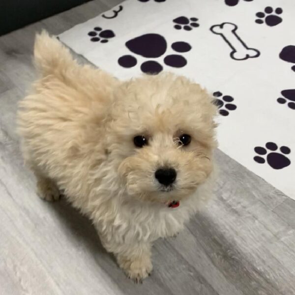 Poodle-DOG-Male-CREAM-2585-Petland Woodlands, TX