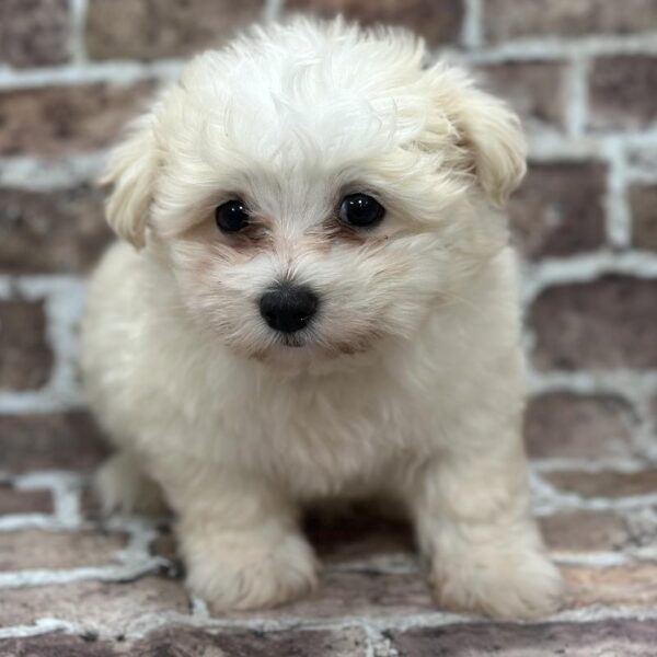 Coton De Tulear-DOG-Male-White-366-Petland Woodlands, TX