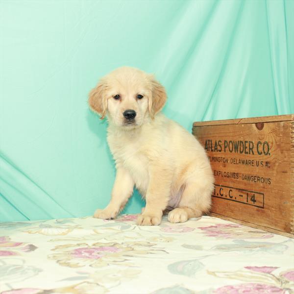 Golden Retriever-DOG-Female-Golden-2643-Petland Woodlands, TX
