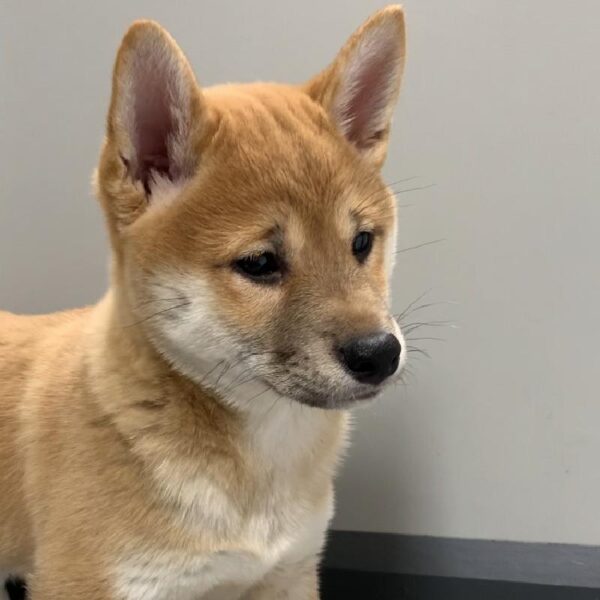 Shiba Inu-DOG-Female-Red & White markings-2641-Petland Woodlands, TX