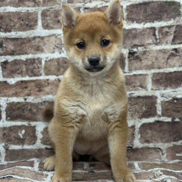 Shiba Inu-DOG-Female-Red-368-Petland Woodlands, TX