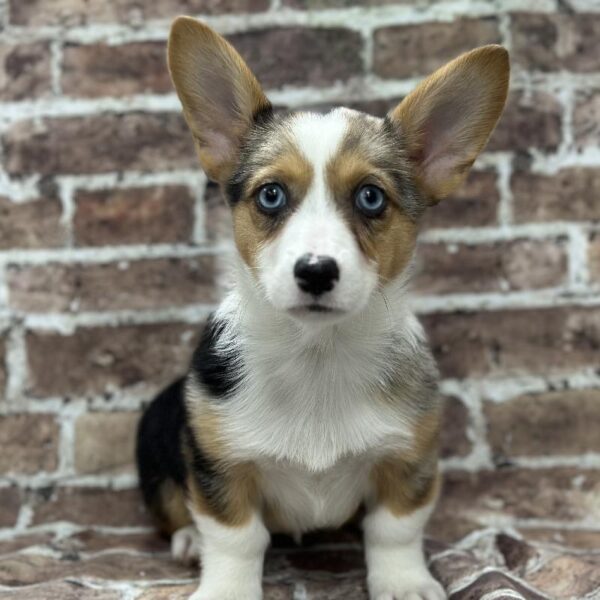 Pembroke Welsh Corgi-DOG-Male-Blue Merle & White-369-Petland Woodlands, TX