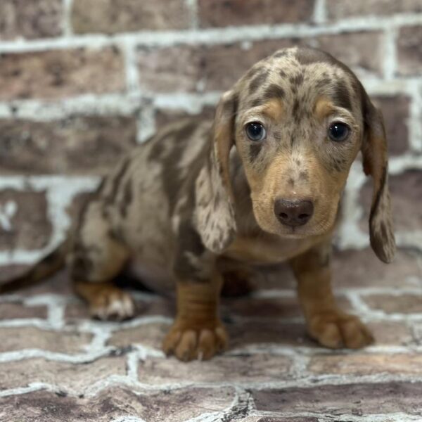 Dachshund-DOG-Male-Chocolate & Tan Dapple-365-Petland Woodlands, TX