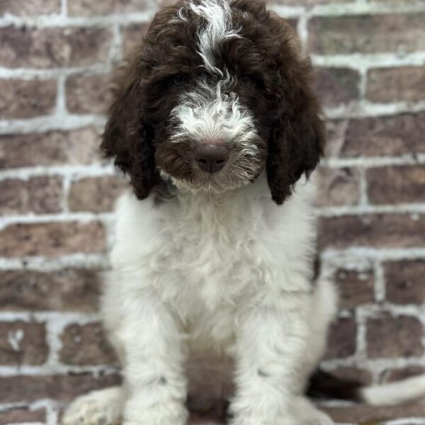 Goldendoodle-DOG-Female-Chocolate & White Parti-371-Petland Woodlands, TX