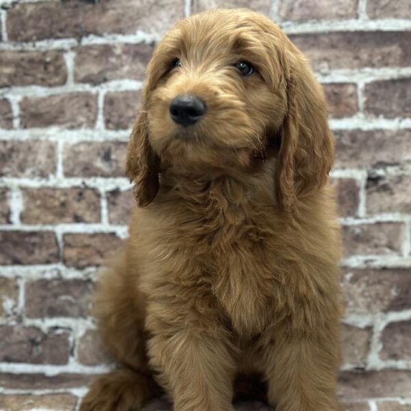 Goldendoodle-DOG-Male-Red-370-Petland Woodlands, TX