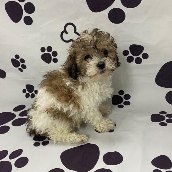 Shizapoo-DOG-Male-White/Tan-2664-Petland Woodlands, TX