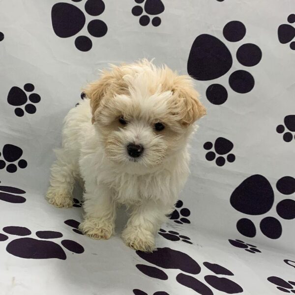 Maltipoo-DOG-Male-White/Tan-2666-Petland Woodlands, TX