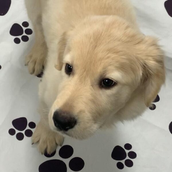 Golden Retriever-DOG-Male-Golden-2667-Petland Woodlands, TX