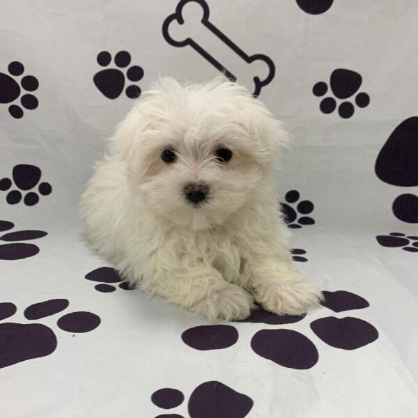 Maltese-DOG-Male-White-2665-Petland Woodlands, TX