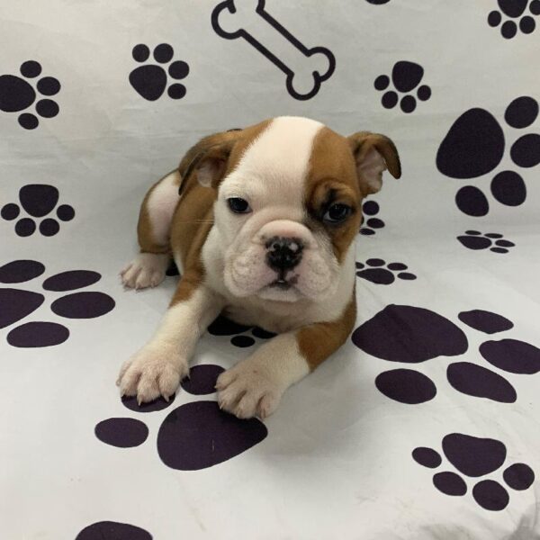 English Bulldog-DOG-Female-White/Tan-2663-Petland Woodlands, TX