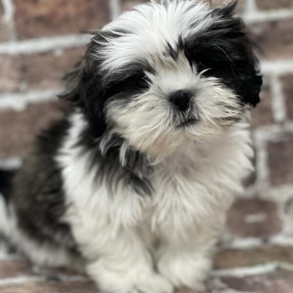 Shih Tzu-DOG-Female-Brindle & White-374-Petland Woodlands, TX