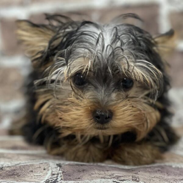 Yorkie-DOG-Male-black & Tan-380-Petland Woodlands, TX