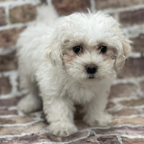 Coton De Tulear-DOG-Female-White-375-Petland Woodlands, TX