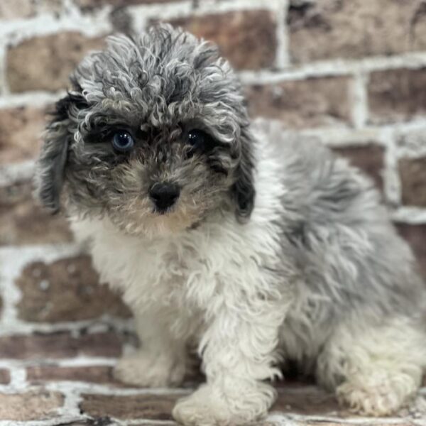 Poodle-DOG-Male-Blue Merle, prti-378-Petland Woodlands, TX