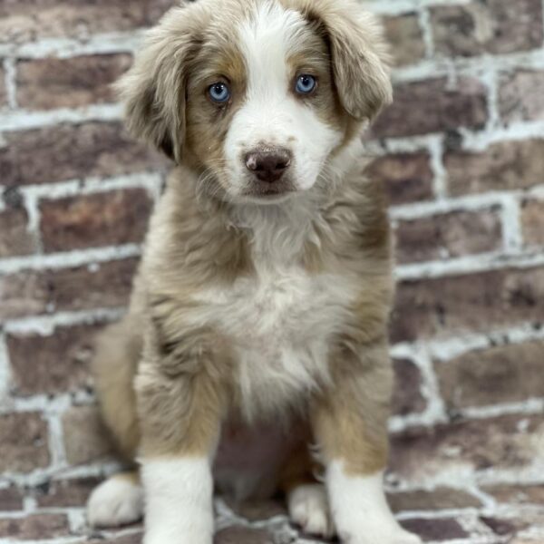 Miniature Australian Shepherd-DOG-Male-Red Merle-373-Petland Woodlands, TX