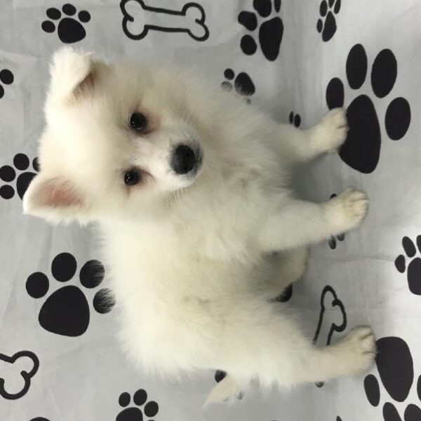 American Eskimo-DOG-Male-White-2713-Petland Woodlands, TX