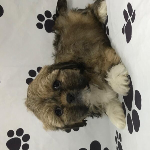 Lhasa Apso-DOG-Female-Golden-2715-Petland Woodlands, TX