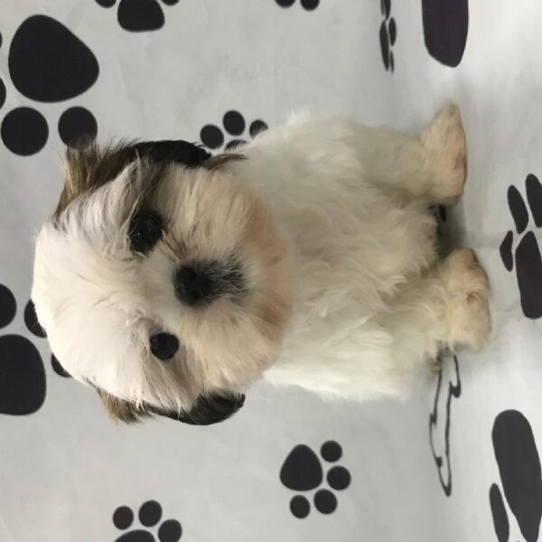 Shih Tzu-DOG-Female-GWP-2714-Petland Woodlands, TX