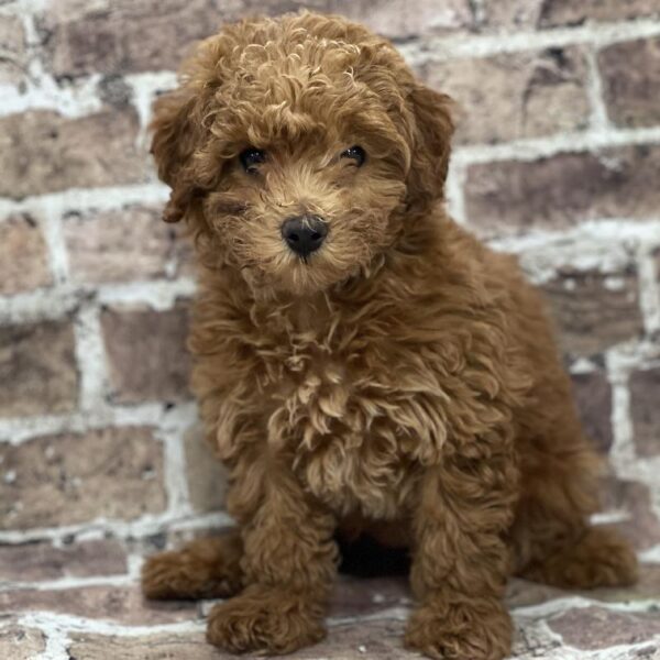 Poodle-DOG-Female-Red-377-Petland Woodlands, TX