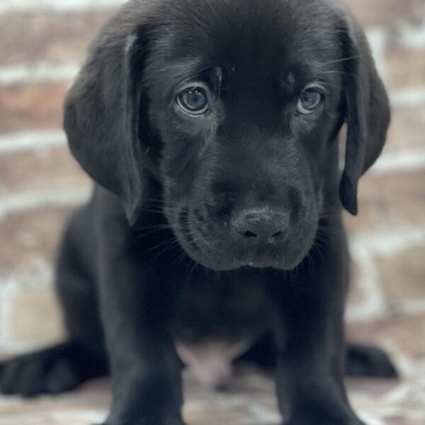Labrador Retriever-DOG-Male-Black-381-Petland Woodlands, TX
