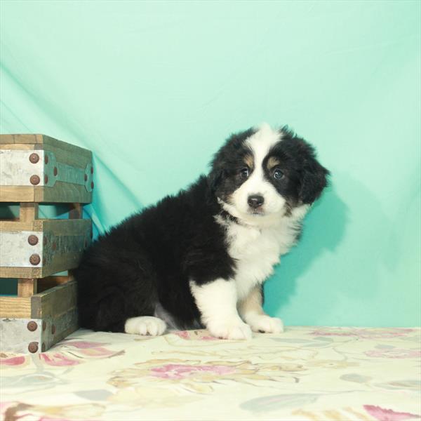 Australian Shepherd-DOG-Female-Black / Tan-2716-Petland Woodlands, TX