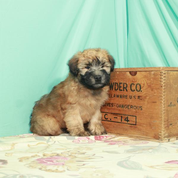 Soft Coated Wheaten Terrier-DOG-Male-Wheaten-2717-Petland Woodlands, TX