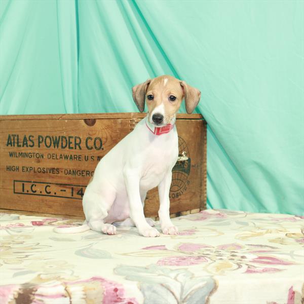 Italian Greyhound-DOG-Male-White / Red-2718-Petland Woodlands, TX