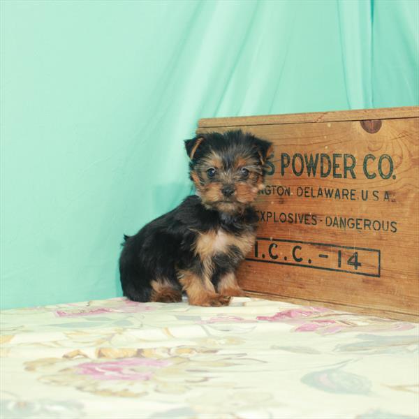 Yorkie-DOG-Female-Black / Tan-2720-Petland Woodlands, TX