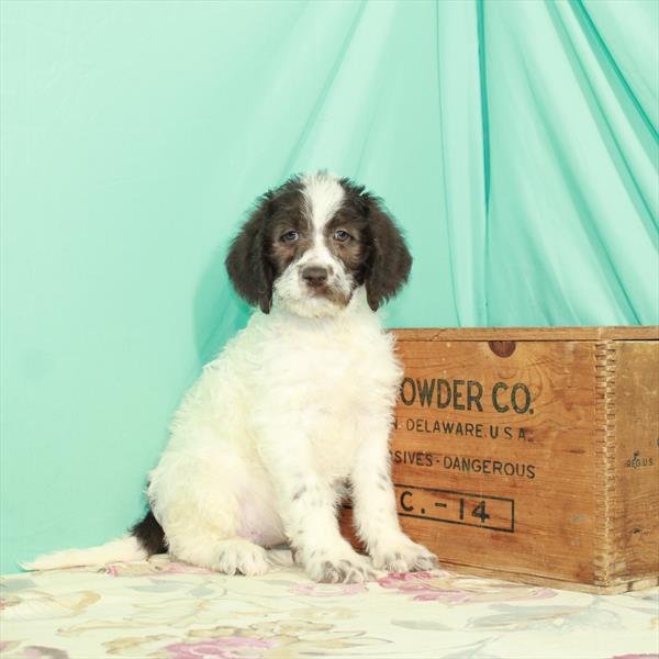 Newfoundland-Poodle-DOG-Female-White / Chocolate-2721-Petland Woodlands, TX