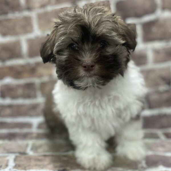 Havanese-DOG-Male-chlt & wh-390-Petland Woodlands, TX