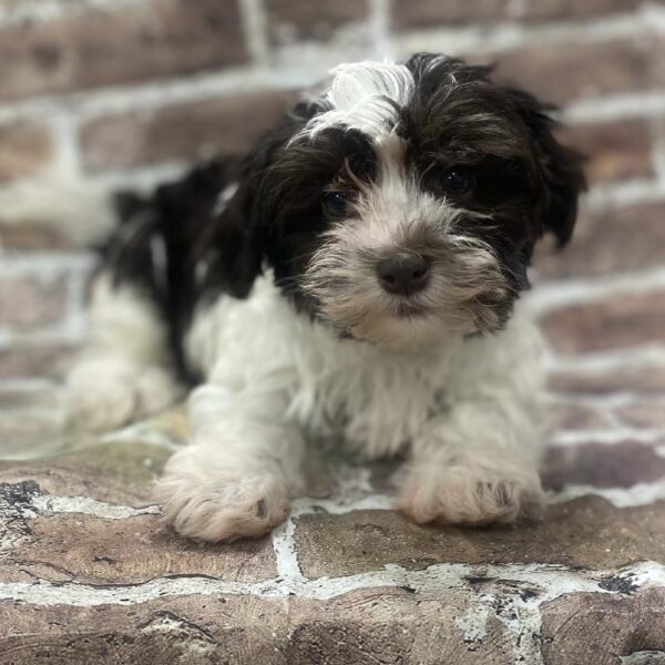 Havanese-DOG-Female-chlt & wh-394-Petland Woodlands, TX
