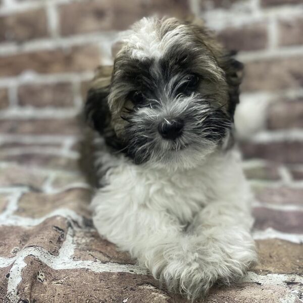Havanese-DOG-Male-drk sbl, wh mkgs-397-Petland Woodlands, TX